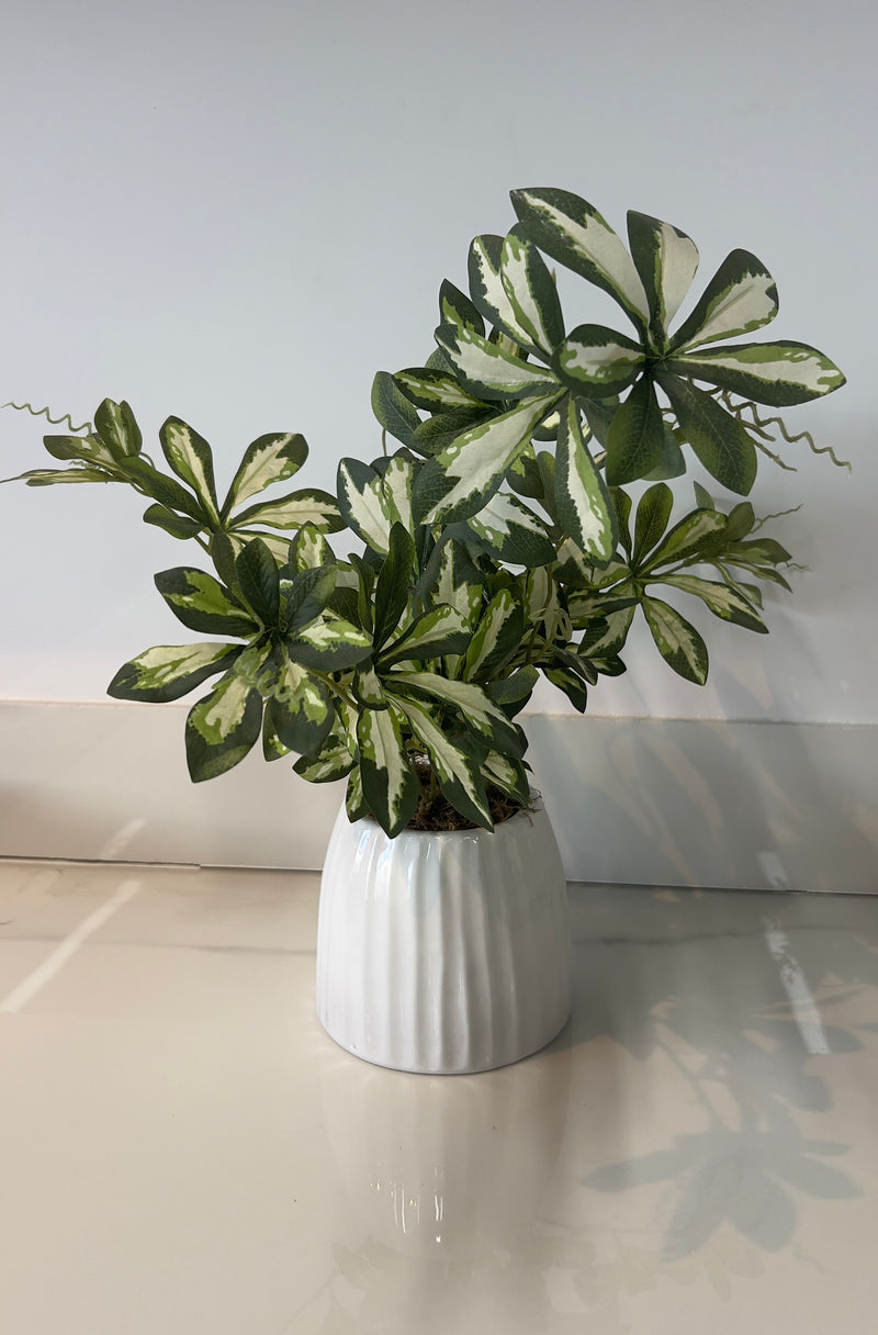 Spring White Potted Plant