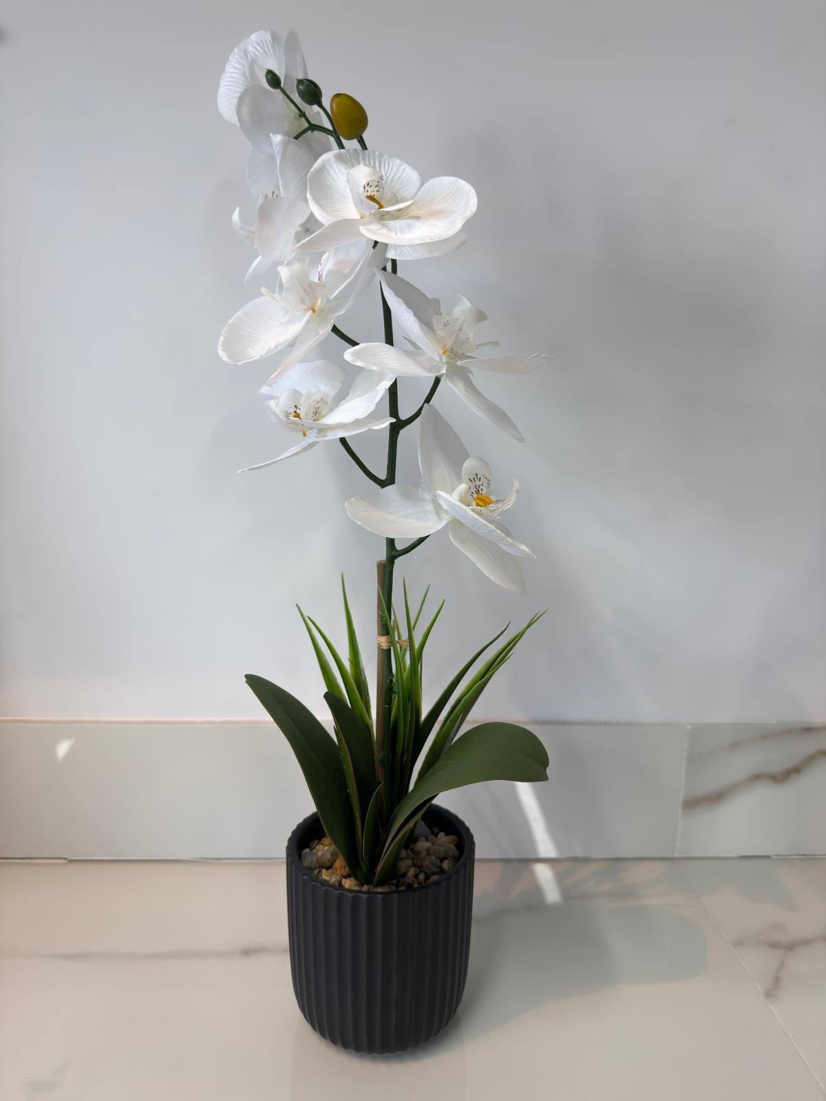 White & Black Decor Orchid