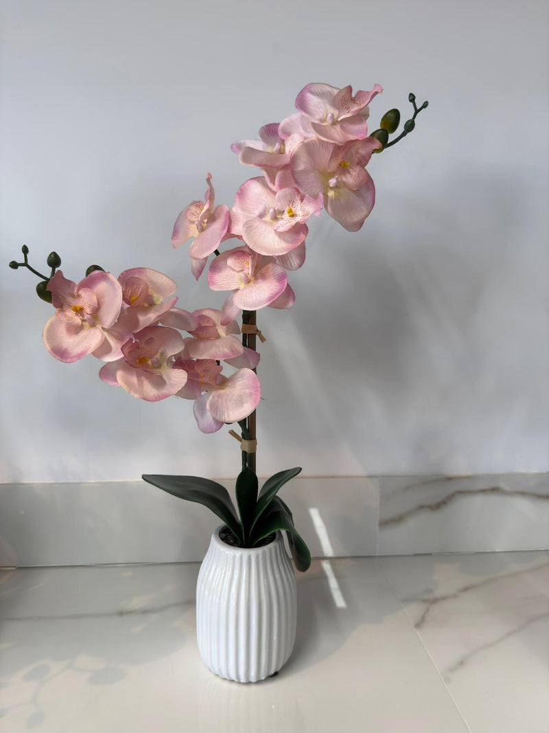 Blush Pink Orchid In Stripped Vase