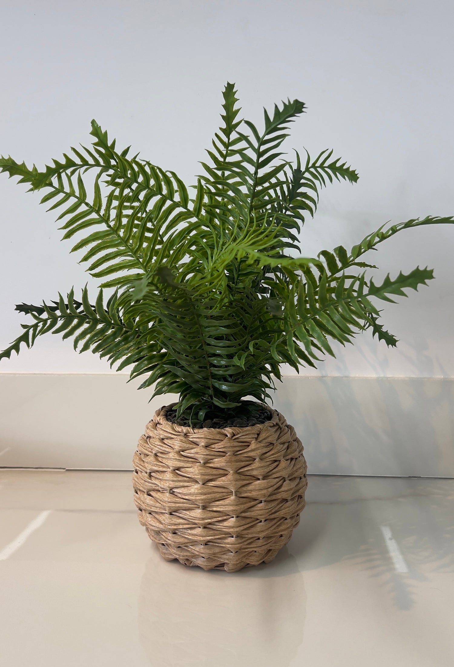 Lecasa Fern Plant