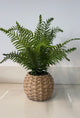 Lecasa Fern Plant