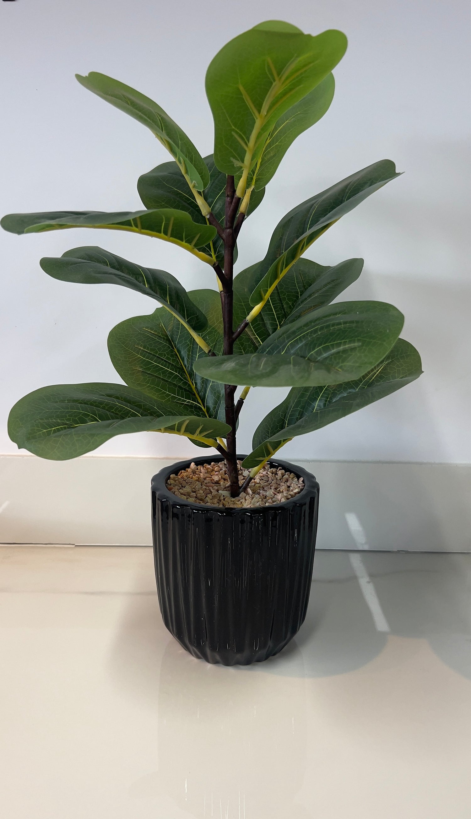 Grape Leaf Plant