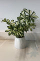 Spring White Potted Plant