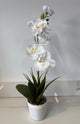 White Floral Decor Orchid