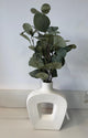 Eucalyptus Plant White Vase